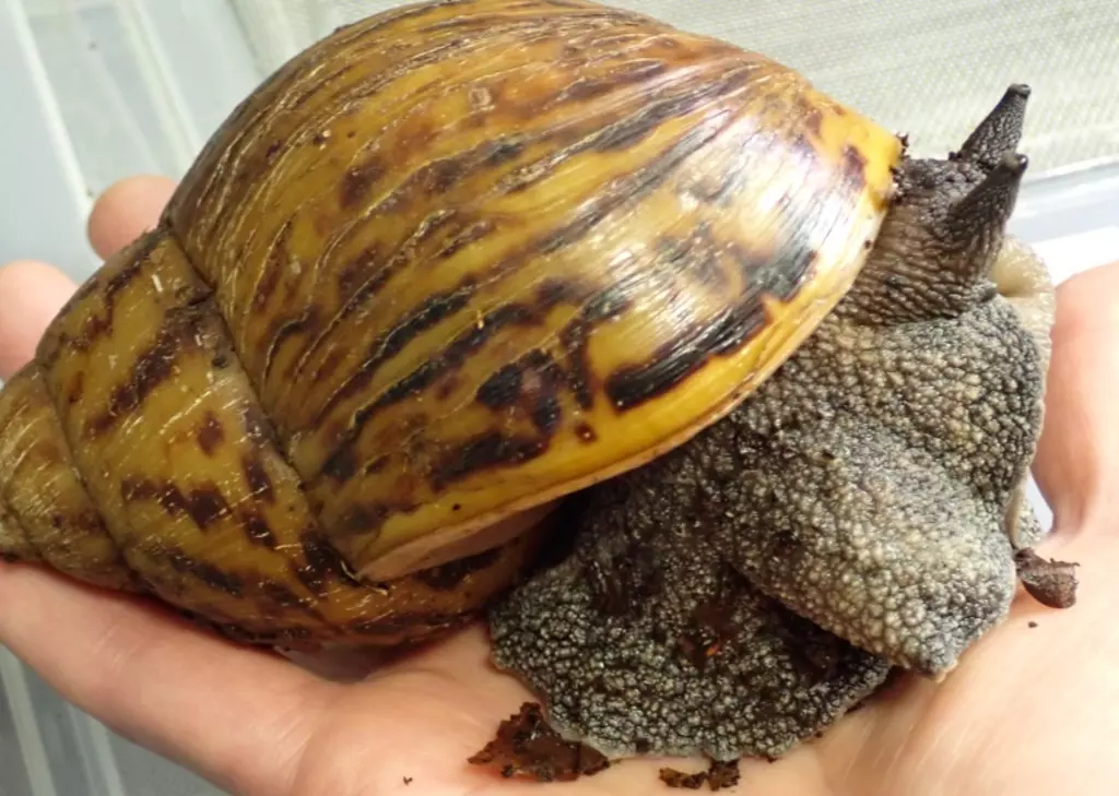 Giant African land snail - RangiVidath